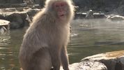 The snow Monkeys of Japan — A winter story