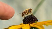 Researchers develop tiny solution for major threat to honeybees