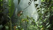 Costa Rica's rainforest reborn by butterflies