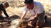 Satellites That Can Detect Animal Panic From Space