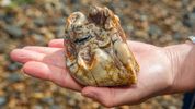 Boy Finds 2 Million-year-old Tooth From Elephant Ancestor on Beach Walk