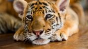 San Diego Zoo Celebrates Birth of Sumatran Tiger Cub–Contributing Genetic Diversity to Species with 600 Remaining in Wild