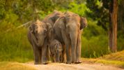 When Elephants Lose Their Way, So Do We