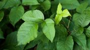 Climate change is making poison ivy stronger and itchier