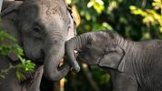 Phuket Elephant Nature Reserve: A Model for Sustainable and Ethical Wildlife Tourism