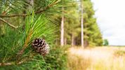 Why smelling a pine tree can instantly lift your mood