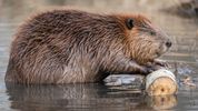 Beavers are Dam Good for Biodiversity, Bringing Bats, Butterflies and Other Critters to Their Neighborhoods