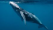 How NOAA Is Using Drones To Track Whales