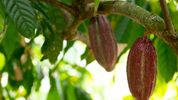 Making cacao beans more drought resistant using fungus