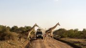 Travel with Purpose: Can Your Next Holiday Help Protect Wildlife?
