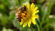 On World Bee Day, Automobili Lamborghini confirms its commitment to sustainability