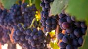 Researchers Find Surprising Link Between Grapes and Sun Protection