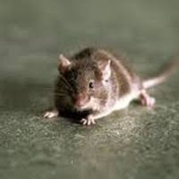 Mr Jingles, The Green Mile