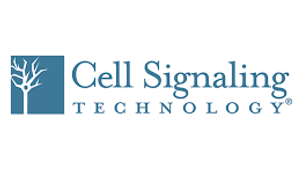Cell Signaling Technology Appoints Dawn Mattoon as Vice President, Product Development