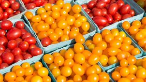 Long and Large Stanford University Study Aims to Settle the Debate over Low Fat or Low Carbohydrate Diets
