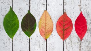 What It Takes To Transition in a family organisation?