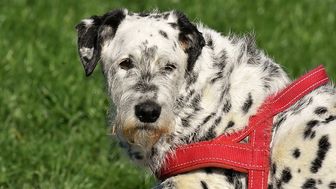 Keyword Advertising with Competitor’s Trademark Was Not Evidence of Bad Faith