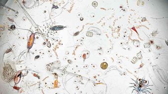 The Truth Behind that "Life in a Drop of Seawater" Image