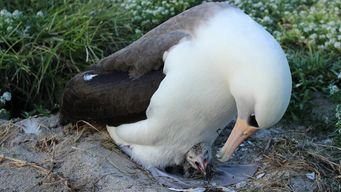 63 year old bird hatches a chick