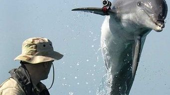 Ukraine's combat dolphins switch allegiance to Russia