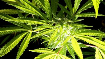 Tax filings a headache for legalized cannabis firms