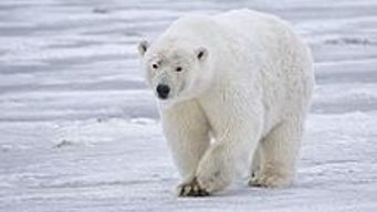 polar bear!