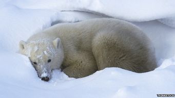 Abominable Polar bears?