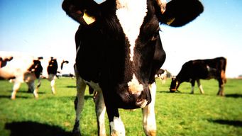 Milking the IoT