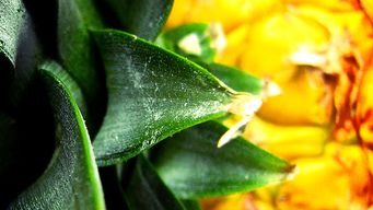Pineapple Payments secures $35m private equity funding