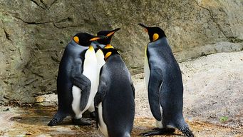 Bold Penguin Closes $32M Series B Funding