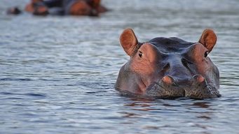 Hippo raises $350m in funding for next stage of growth