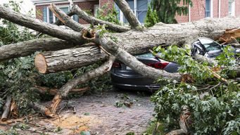 Trees, subsidence and Property/Motor  claims.