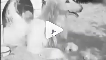 PAS-7628 - Video
