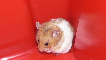 Hamsters