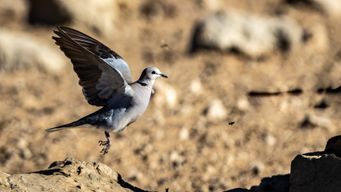 jowl capicola hamburger turkey kevin picanha jerky ham.