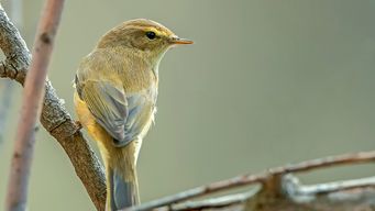 Progressively build team.