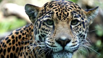 Jaguar leaps into Lyft