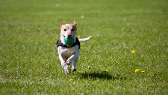 Pet Claims are through the WOOF