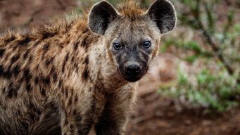 Digital technologies are like animals that travel and hunt in packs.