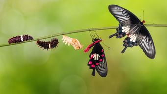 Everyone wants to be a beautiful butterfly