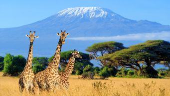 Telcos & insurers natural innovation partners in low- and middle-income nations