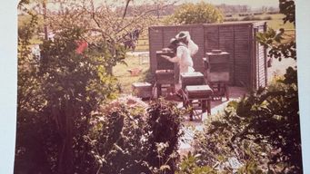 I got attacked by a swarm of bees the day before my exams