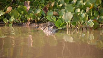 I want to wrestle an alligator 