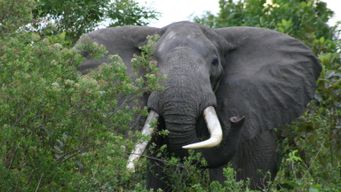 Walking safaris: Lessons from the wild