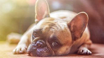 Has @Adobe Purchased a Dog? @marketo
