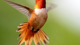 Dinosaurs to doves: Influencer marketing is set to fly in 2020