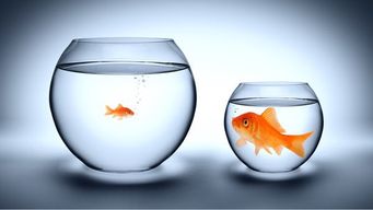 The Leadership Paradigm with Employee Branding.