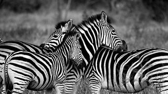 Don't Be a Zebra in a Herd of Zebras.