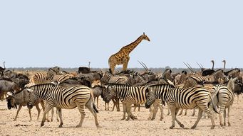 Are You A Retail Zebra?