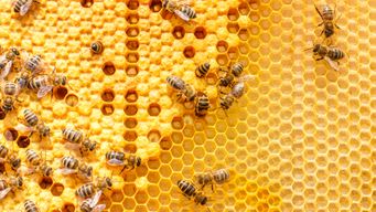 What can bees teach us about B2B sales